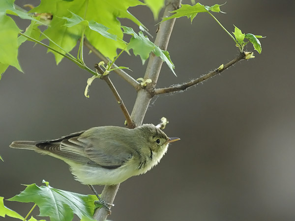 Kultarinta, Icterine Warbler, Hippolais icterina